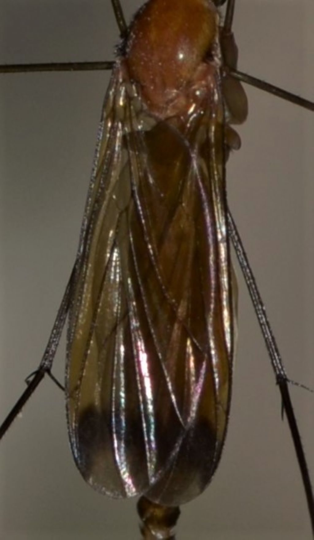 Mycetophilidae?  No, Keroplatidae: Orphelia cfr. fasciata